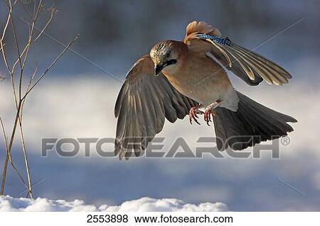 Stock Photo - Close-up of Eurasian Jay (Garrulus glandarius) in flight . Fotosearch