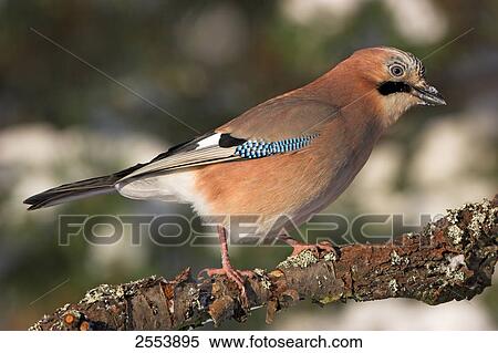 Close-up of Eurasian Jay (Garrulus glandarius) perching on branch View Large Photo Image Stock Photography - Close-up of Eurasian Jay (Garrulus glandarius) perching on branch . Fotosearch