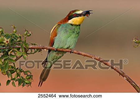 Close-up of European Bee-eater (Merops apiaster) perching on stem View Large Photo Image Picture - Close-up of European Bee-eater (Merops apiaster) perching on stem . Fotosearch
