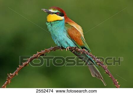 Picture - Close-up of European Bee-eater (Merops apiaster) perching on stem . Fotosearch