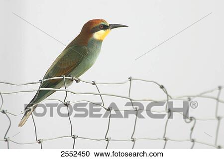 Stock Image - Close-up of European Bee-eater (Merops apiaster) perching on wire fence . Fotosearch