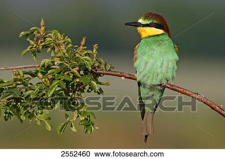 Stock Image - Close-up of European Bee-eater (Merops apiaster) perching on stem . Fotosearch
