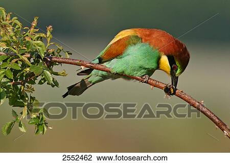 Stock Image - Close-up of European Bee-eater (Merops apiaster) perching on stem . Fotosearch