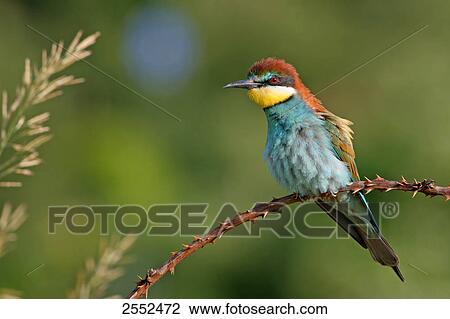 Close-up of European Bee-eater (Merops apiaster) perching on stem View Large Photo Image Stock Image - Close-up of European Bee-eater (Merops apiaster) perching on stem . Fotosearch