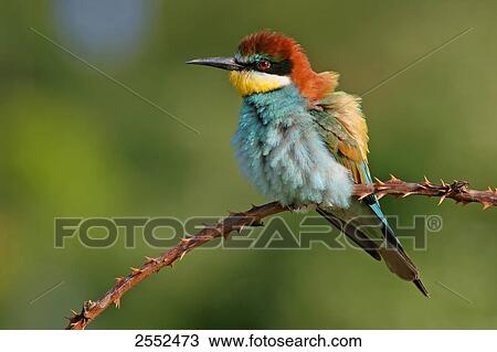 Close-up of European Bee-eater (Merops apiaster) perching on stem View Large Photo Image Stock Image - Close-up of European Bee-eater (Merops apiaster) perching on stem . Fotosearch