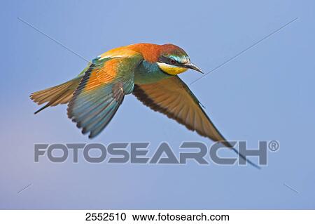 Close-up of European Bee-eater (Merops apiaster) in flight View Large Photo Image Stock Image - Close-up of European Bee-eater (Merops apiaster) in flight . Fotosearch