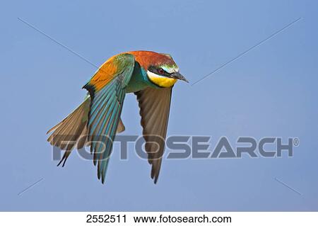 Stock Image - Close-up of European Bee-eater (Merops apiaster) in flight . Fotosearch
