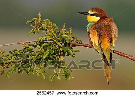 Close-up of European Bee-eater (Merops apiaster) perching on stem View Large Photo Image Stock Photo - Close-up of European Bee-eater (Merops apiaster) perching on stem . Fotosearch