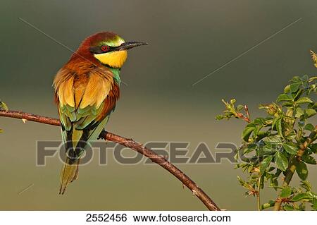 Close-up of European Bee-eater (Merops apiaster) perching on stem View Large Photo Image Stock Photograph - Close-up of European Bee-eater (Merops apiaster) perching on stem . Fotosearch
