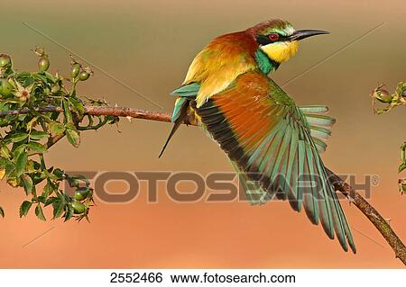 Stock Photograph - Close-up of European Bee-eater (Merops apiaster) perching on stem . Fotosearch
