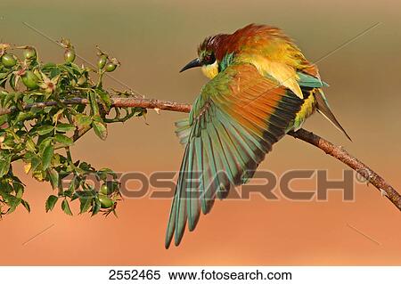 Close-up of European Bee-eater (Merops apiaster) perching on stem View Large Photo Image Stock Photography - Close-up of European Bee-eater (Merops apiaster) perching on stem . Fotosearch