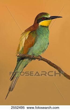 Close-up of European Bee-eater (Merops apiaster) perching on stem View Large Photo Image Stock Photography - Close-up of European Bee-eater (Merops apiaster) perching on stem . Fotosearch