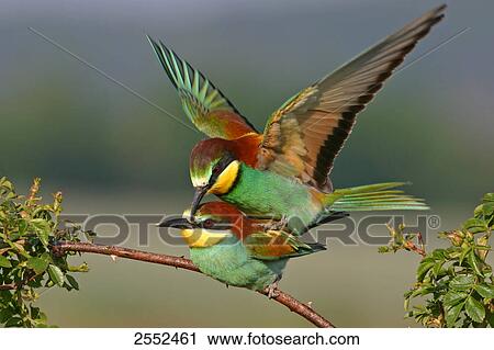 Stock Image - Close-up of European Bee-eaters (Merops apiaster) mating on stem . Fotosearch
