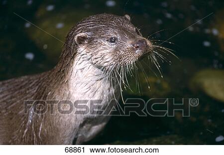 Stock Image - Close-up of European Otter (Lutra lutra) . Fotosearch