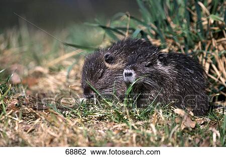 Stock Image - Close-up of European Otter (Lutra lutra) in field . Fotosearch