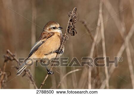 Stock Image - Close-up of European Penduline Tit (Remiz pendulinus) perching on twig . Fotosearch
