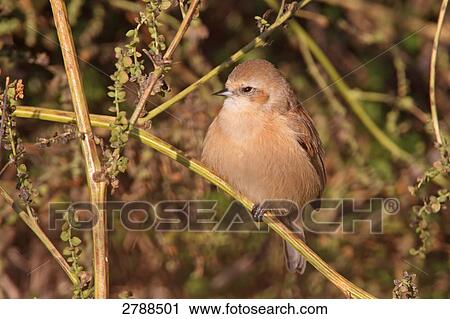 Close-up of European Penduline Tit (Remiz pendulinus) perching on twig View Large Photo Image Stock Image - Close-up of European Penduline Tit (Remiz pendulinus) perching on twig . Fotosearch