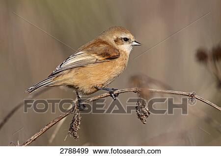 Stock Photo - Close-up of European Penduline Tit (Remiz pendulinus) perching on twig . Fotosearch