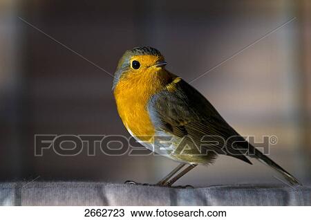 Close-up of European Robin (Erithacus rubecula) View Large Photo Image Stock Image - Close-up of European Robin (Erithacus rubecula) . Fotosearch