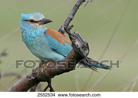 Close-up of European Roller (Coracias garrulus) perching on branch View Large Photo Image Picture - Close-up of European Roller (Coracias garrulus) perching on branch . Fotosearch