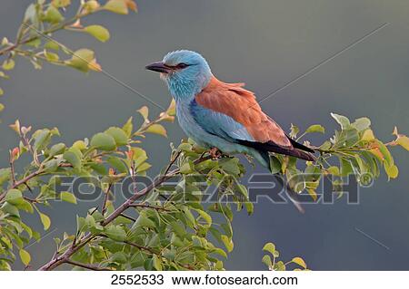 Close-up of European Roller (Coracias garrulus) perching on branch View Large Photo Image Stock Image - Close-up of European Roller (Coracias garrulus) perching on branch . Fotosearch