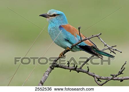 Close-up of European Roller (Coracias garrulus) perching on branch View Large Photo Image Stock Photograph - Close-up of European Roller (Coracias garrulus) perching on branch . Fotosearch