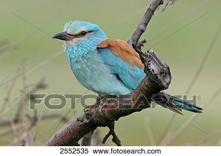 Close-up of European Roller (Coracias garrulus) perching on branch View Large Photo Image Stock Photography - Close-up of European Roller (Coracias garrulus) perching on branch . Fotosearch
