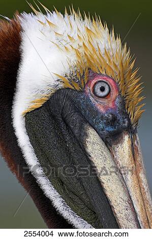 Picture - Close-up of eye of Brown Pelican (Pelecanus occidentalis) . Fotosearch