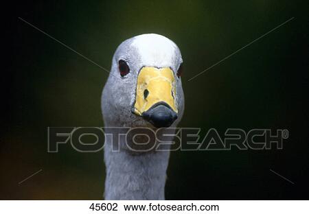 Stock Image - Close-up of face of Cape Barren Goose (Cereopsis novaehollandiae), Flinders Chase National park, Kangaroo Island, Australia . Fotosearch