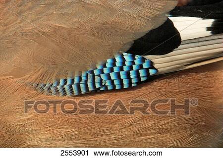 Close-up of feather of Eurasian Jay (Garrulus glandarius) View Large Photo Image Stock Image - Close-up of feather of Eurasian Jay (Garrulus glandarius) . Fotosearch