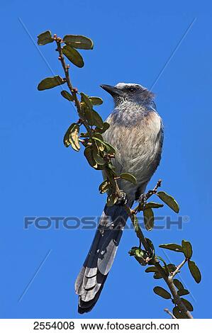 Stock Photo - Close-up of Florida Scrub Jay (Aphelocoma coerulescens) perching on branch . Fotosearch