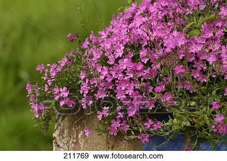 Close-up of flowers blooming View Large Photo Image Stock Photo - Close-up of flowers blooming . Fotosearch