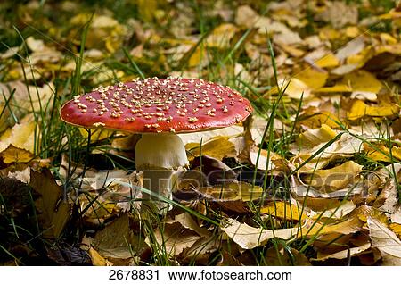 Close-up of Fly Agaric (Amanita muscaria) mushroom growing in field View Large Photo Image Stock Image - Close-up of Fly Agaric (Amanita muscaria) mushroom growing in field . Fotosearch