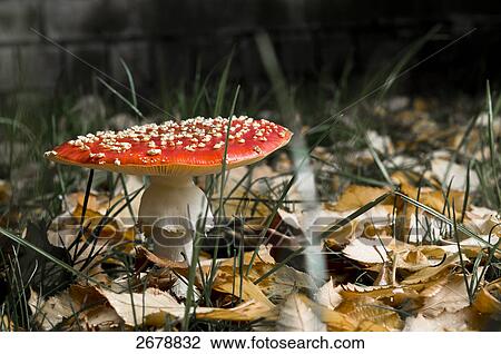 Stock Image - Close-up of Fly Agaric (Amanita muscaria) mushroom growing in field . Fotosearch