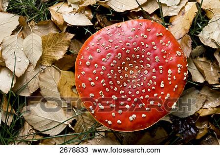 Close-up of Fly Agaric (Amanita muscaria) mushroom growing in field View Large Photo Image Stock Image - Close-up of Fly Agaric (Amanita muscaria) mushroom growing in field . Fotosearch