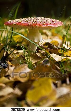 Close-up of Fly Agaric (Amanita muscaria) mushroom growing in field View Large Photo Image Stock Photo - Close-up of Fly Agaric (Amanita muscaria) mushroom growing in field . Fotosearch