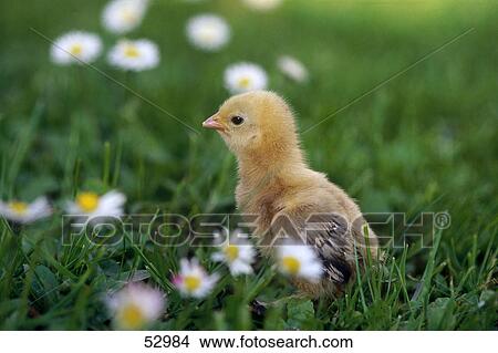 Picture - Close-up of gallinaceous chicken in grass . Fotosearch