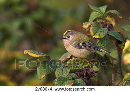 Picture - Close-up of Goldcrest (Regulus Regulus) perching on branch . Fotosearch