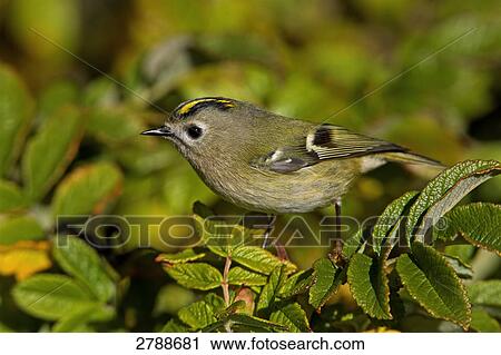 Close-up of Goldcrest (Regulus Regulus) perching on branch View Large Photo Image Stock Image - Close-up of Goldcrest (Regulus Regulus) perching on branch . Fotosearch