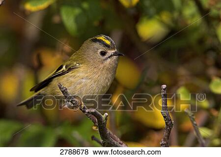 Close-up of Goldcrest (Regulus Regulus) perching on branch View Large Photo Image Stock Photo - Close-up of Goldcrest (Regulus Regulus) perching on branch . Fotosearch