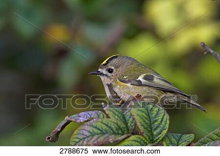 Close-up of Goldcrest (Regulus Regulus) perching on branch View Large Photo Image Stock Photography - Close-up of Goldcrest (Regulus Regulus) perching on branch . Fotosearch