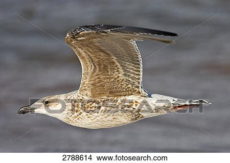 Close-up of Great Black-backed Gull (Larus Marinus) in flight View Large Photo Image Picture - Close-up of Great Black-backed Gull (Larus Marinus) in flight . Fotosearch