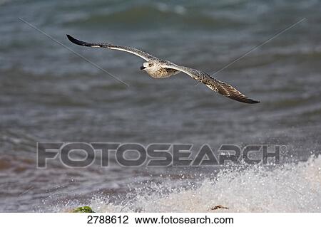 Stock Image - Close-up of Great Black-backed Gull (Larus Marinus) flying over shore . Fotosearch