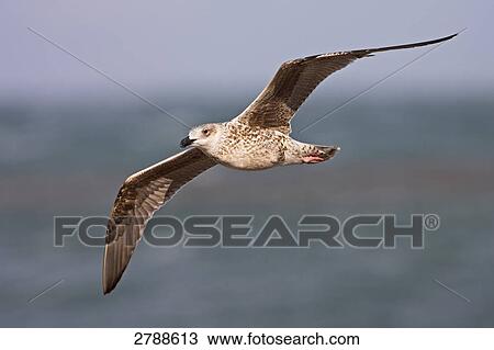 Stock Image - Close-up of Great Black-backed Gull (Larus Marinus) in flight . Fotosearch