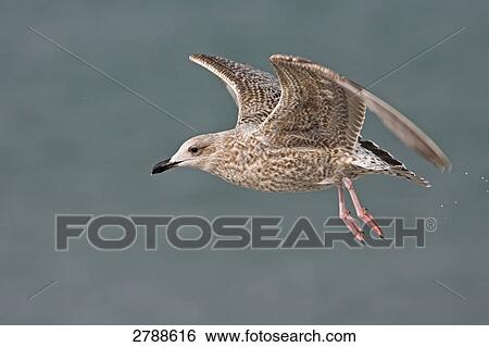 Stock Photograph - Close-up of Great Black-backed Gull (Larus Marinus) in flight . Fotosearch