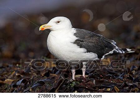 Stock Photography - Close-up of Great Black-backed Gull (Larus Marinus) standing in field . Fotosearch