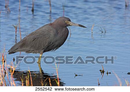 Stock Image - Close-up of Great Blue Heron (Ardea herodias) standing in water . Fotosearch