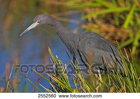 Stock Image - Close-up of Great Blue Heron (Ardea herodias) standing at shore . Fotosearch