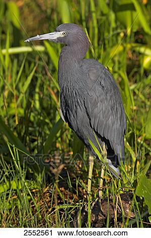 Close-up of Great Blue Heron (Ardea herodias) standing in field View Large Photo Image Stock Image - Close-up of Great Blue Heron (Ardea herodias) standing in field . Fotosearch