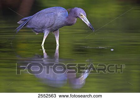 Close-up of Great Blue Heron (Ardea herodias) standing in water View Large Photo Image Stock Image - Close-up of Great Blue Heron (Ardea herodias) standing in water . Fotosearch